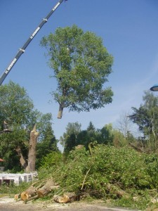 abatage arbre